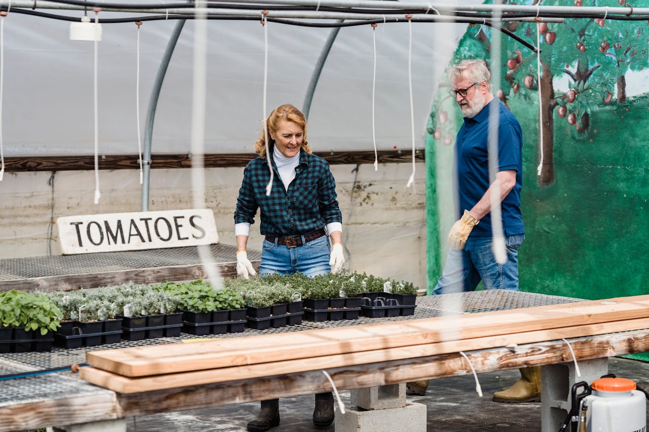 Elderly couple tending to tomato seedling trays in a greenhouse setting.