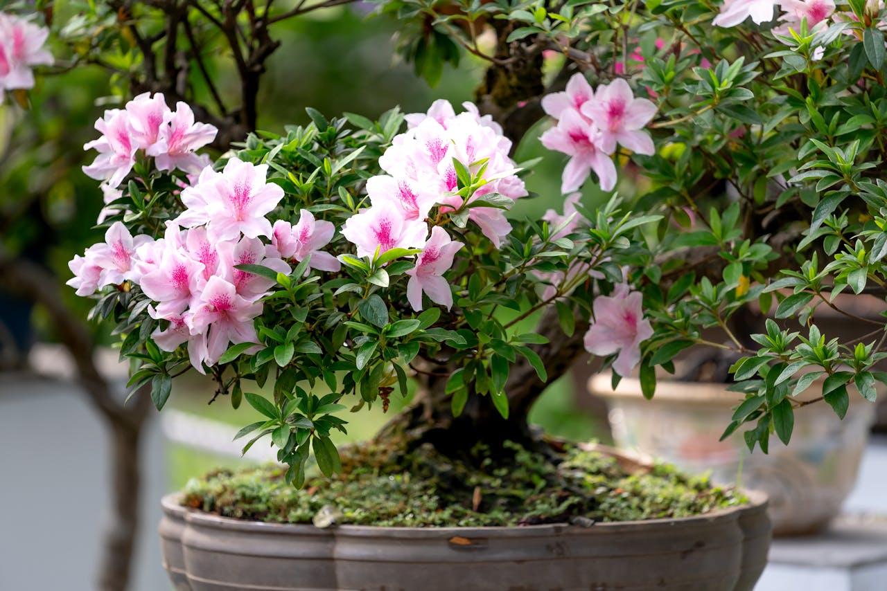 A vibrant azalea bonsai with pink flowers in a pot captured outdoors, showcasing its elegance.